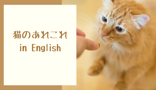 猫にまつわるあれこれを、英語で言ってみよう！